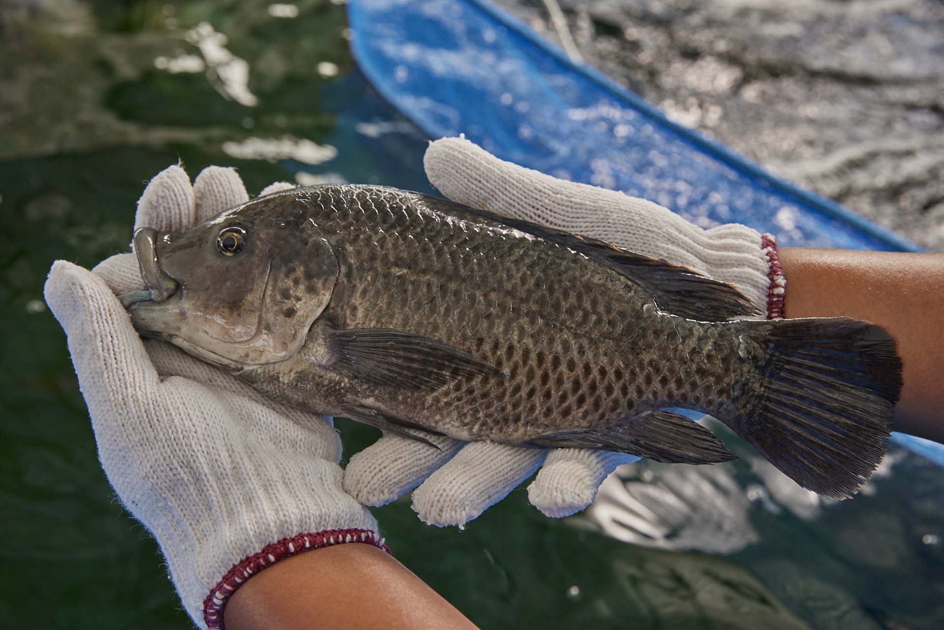 Genomar and TLL announce R&D Collaboration on Nile Tilapia and Atlantic ...