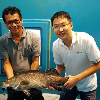 genome of asian seabass
