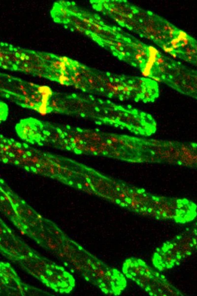 Cell Biology 3