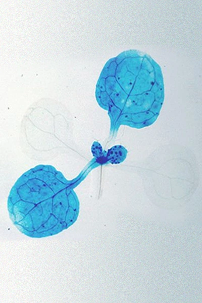 Developmental Biology 1